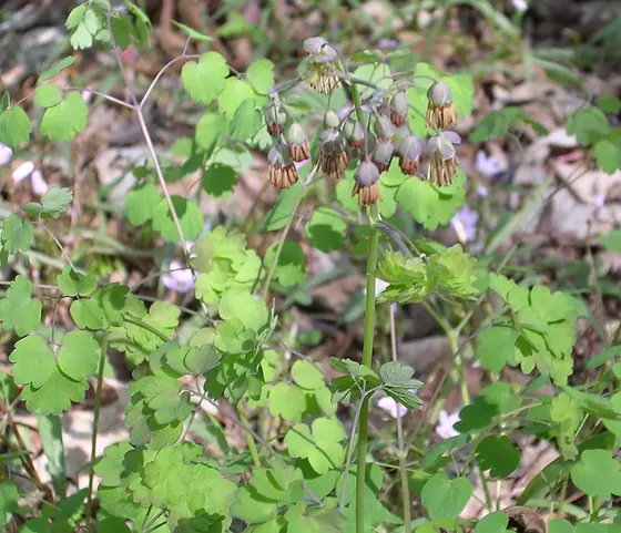 Thalictrum dioicum — floraison