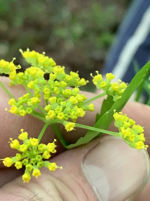 Thaspium barbinode — floraison