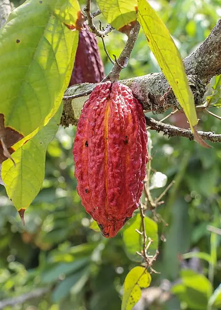 Theobroma cacao — photographie botanique