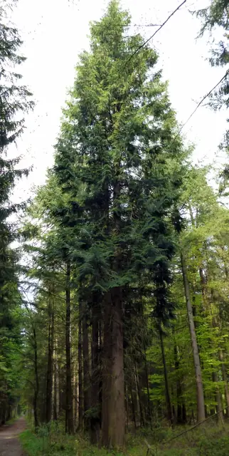 Thuja plicata — port de la plante
