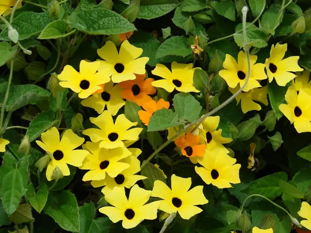 Thunbergia alata — floraison