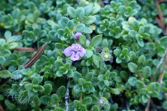 Thymus praecox — floraison