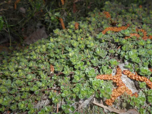 Thymus pseudolanuginosus — port de la plante