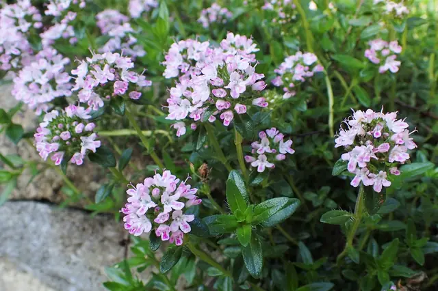 Thymus pulegioides — floraison