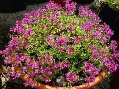 Thymus serpyllum — port de la plante