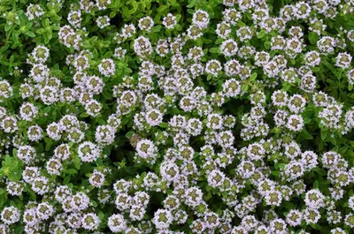 Thymus × citriodorus — port de la plante
