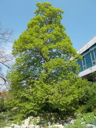 Tilia mongolica — port de la plante