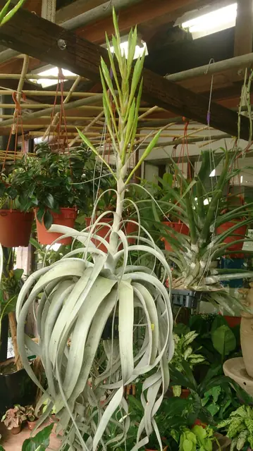 Tillandsia xerographica — port de la plante
