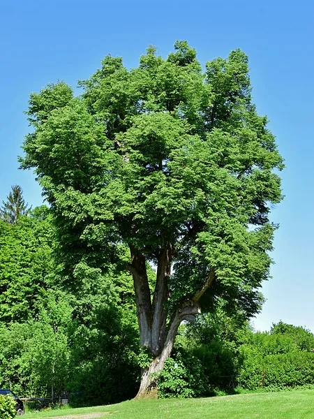 Tilleul à petites feuilles — Tilia cordata