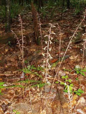 Tipularia discolor — port de la plante