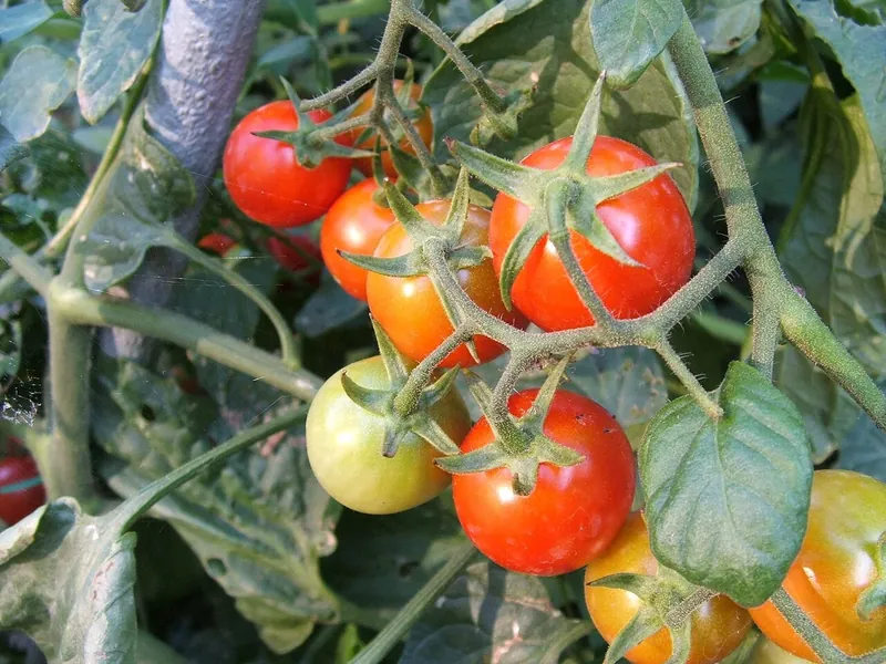 Petites tomates rouges et vertes sur leur plant