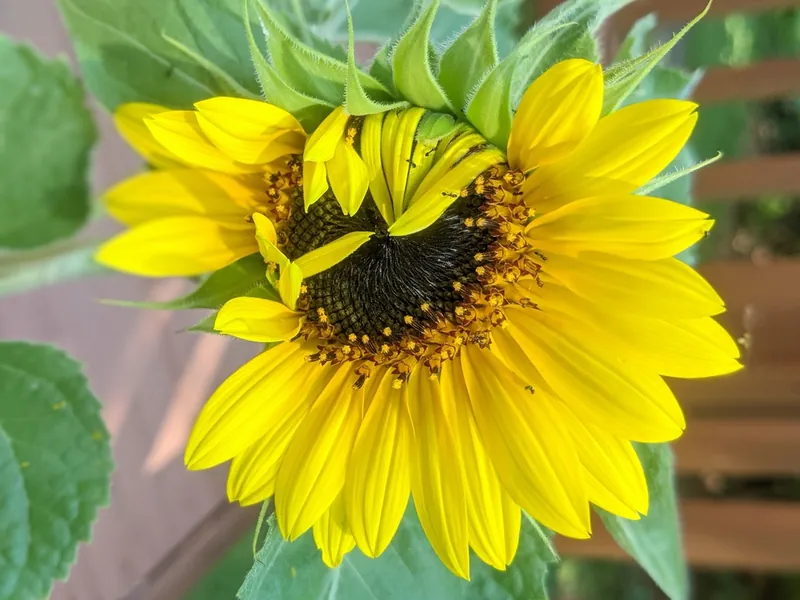 Tournesol — Helianthus annuus
