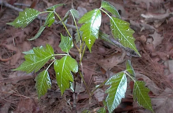 Toxicodendron pubescens — port de la plante