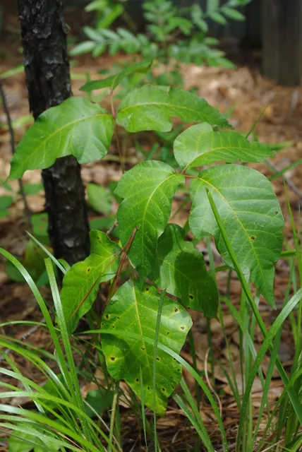 Toxicodendron radicans — port de la plante