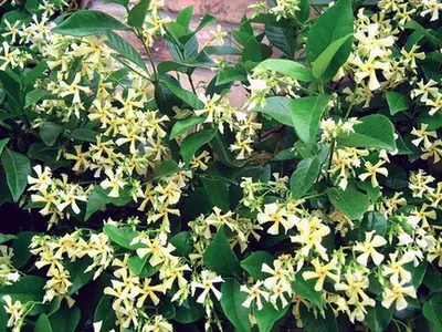Trachelospermum asiaticum — port de la plante