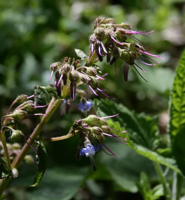 Trachystemon orientalis — floraison