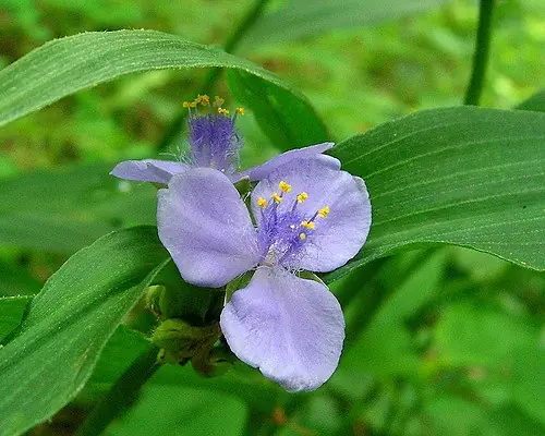 Tradescantia subaspera — floraison