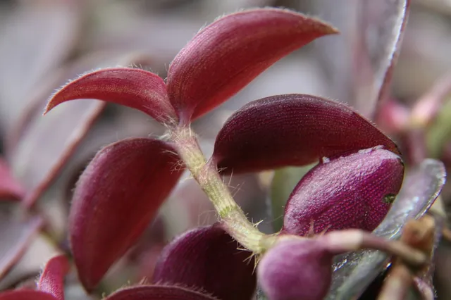 Tradescantia zebrina — feuillage