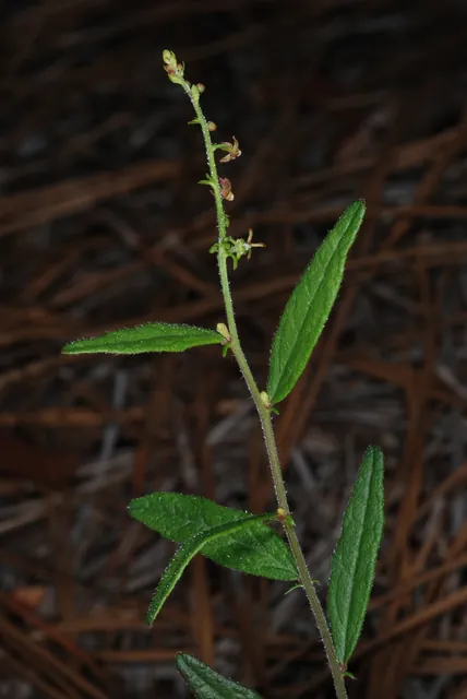 Tragia urens — port de la plante