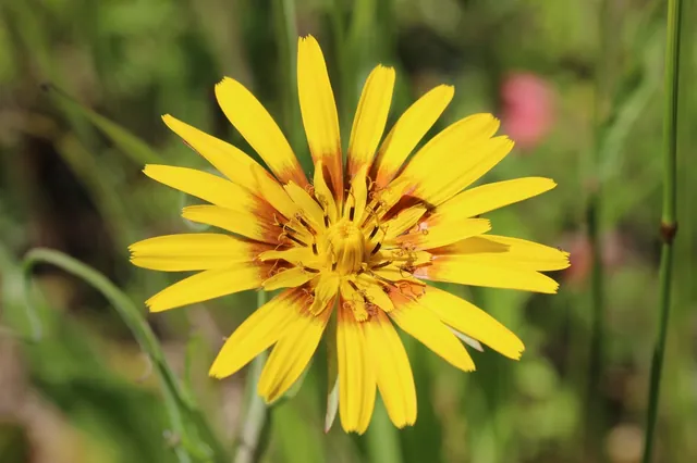 Tragopogon pratensis — port de la plante