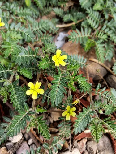 Tribulus terrestris — floraison