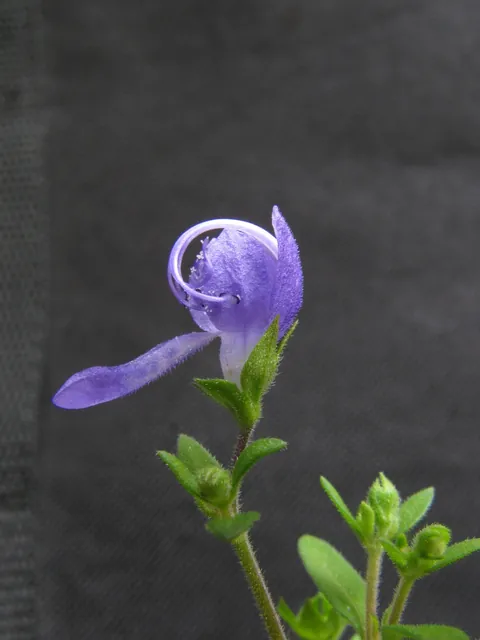 Trichostema dichotomum — floraison