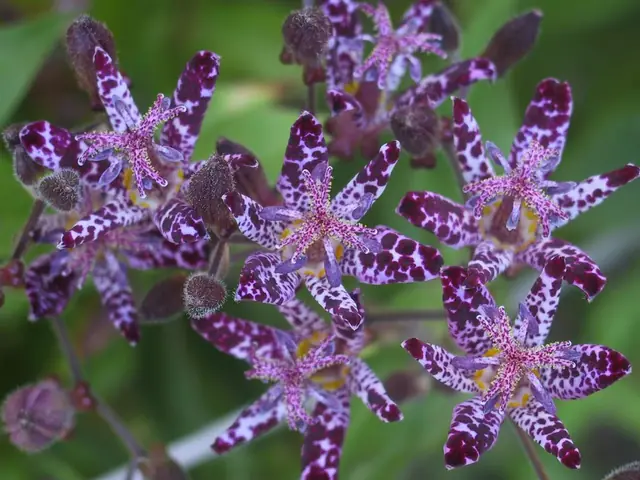 Tricyrtis formosana — floraison