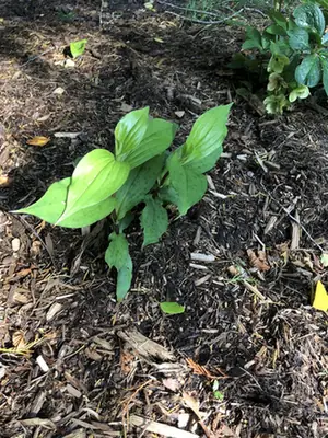 Tricyrtis lasiocarpa — port de la plante