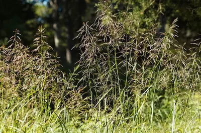 Tridens flavus — floraison