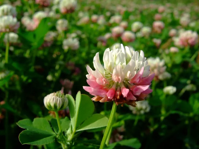 Trifolium hybridum — floraison