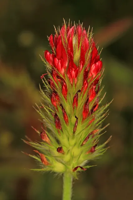 Trifolium incarnatum — photographie botanique