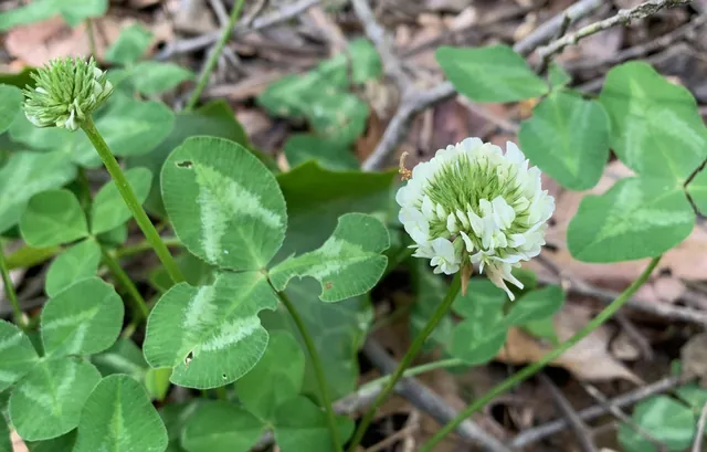 Trifolium repens — floraison
