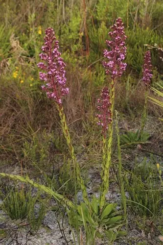 Trilisa paniculata — port de la plante