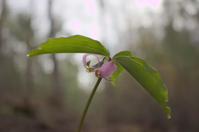 Trillium catesbaei — floraison