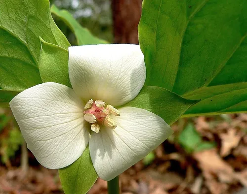 Trillium cernuum — floraison