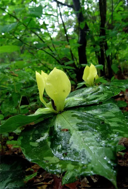Trillium discolor — floraison