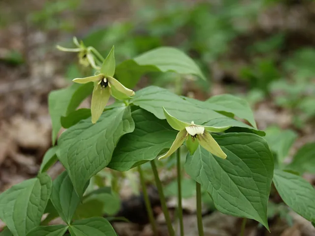 Trillium erectum — floraison