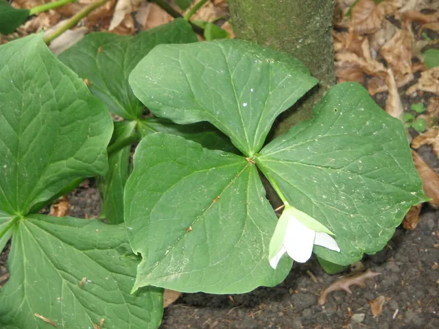 Trillium flexipes — floraison