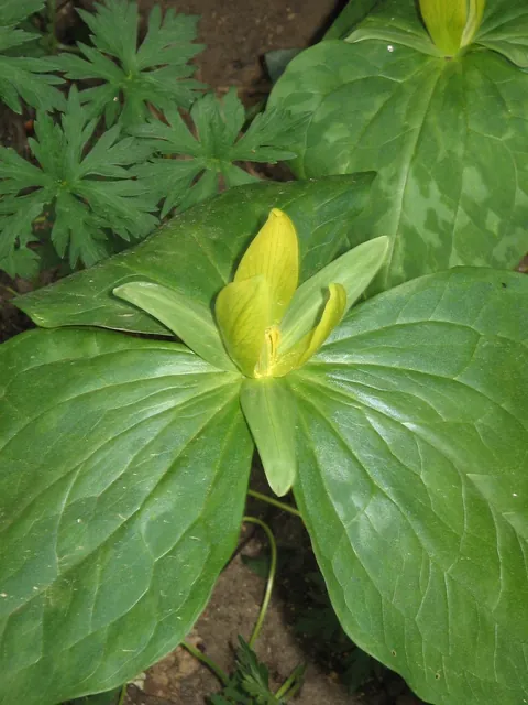 Trillium luteum — floraison