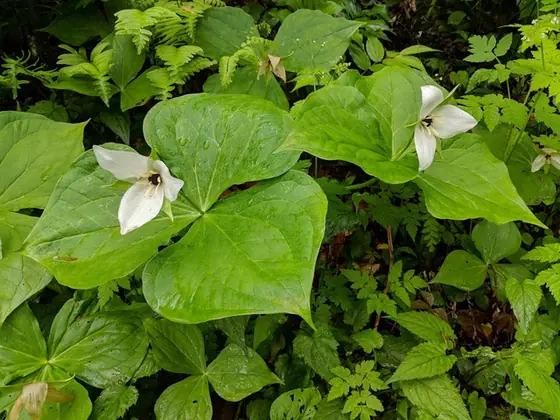 Trillium simile — floraison