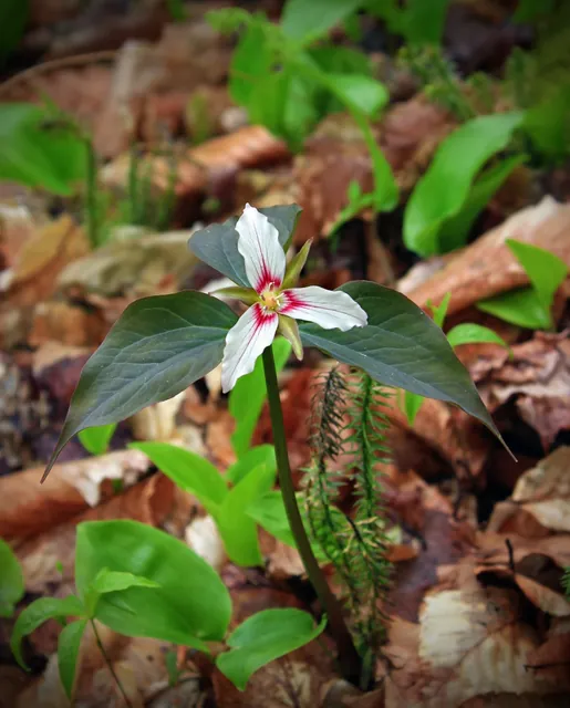 Trillium undulatum — floraison