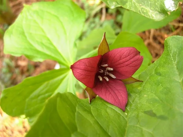 Trillium vaseyi — floraison