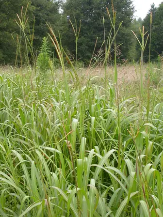 Tripsacum dactyloides — port de la plante