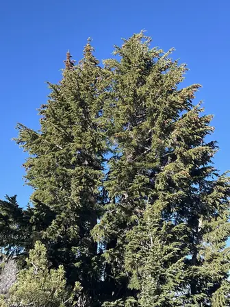 Tsuga mertensiana — port de la plante