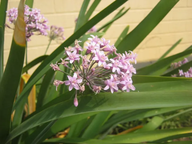 Tulbaghia violacea — floraison