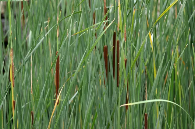 Typha angustifolia — floraison