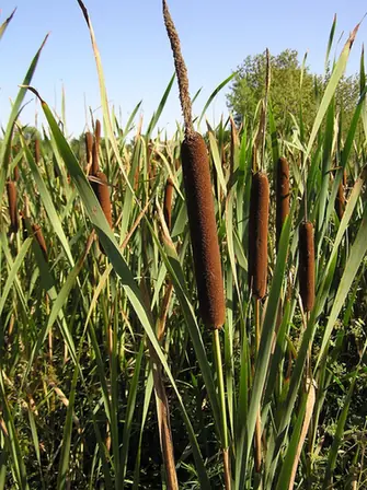 Typha latifolia — floraison