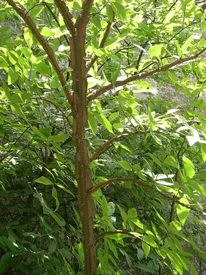 Ulmus alata — photographie botanique
