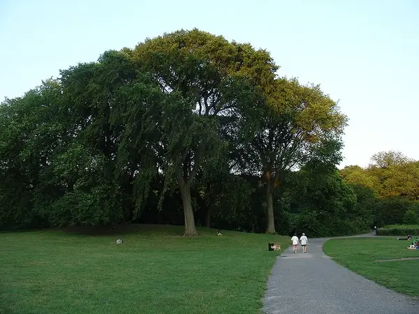 Ulmus americana — port de la plante