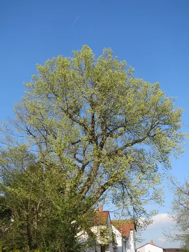 Ulmus glabra — port de la plante